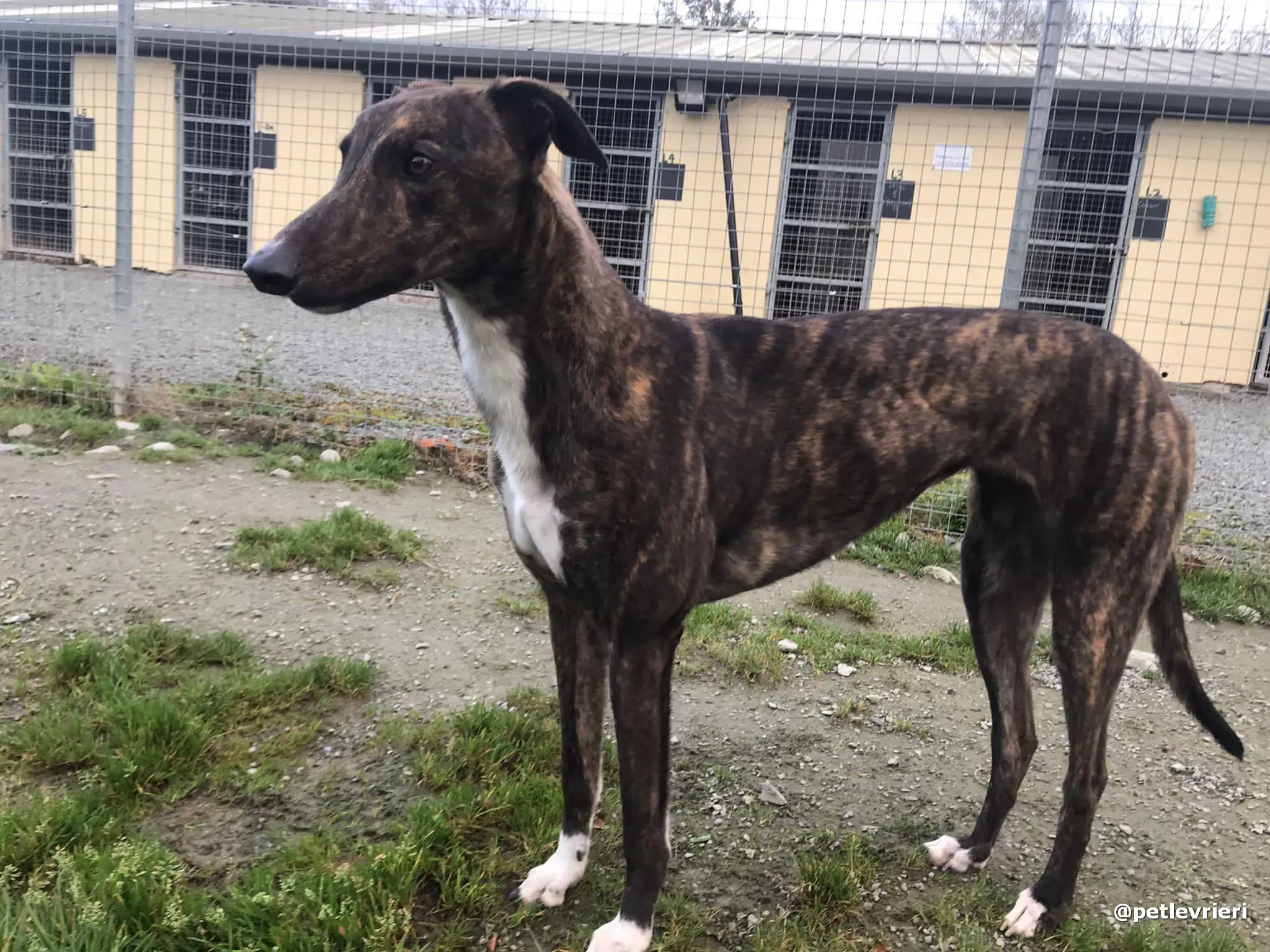 daisy adopt greyhound pet levrieri 5