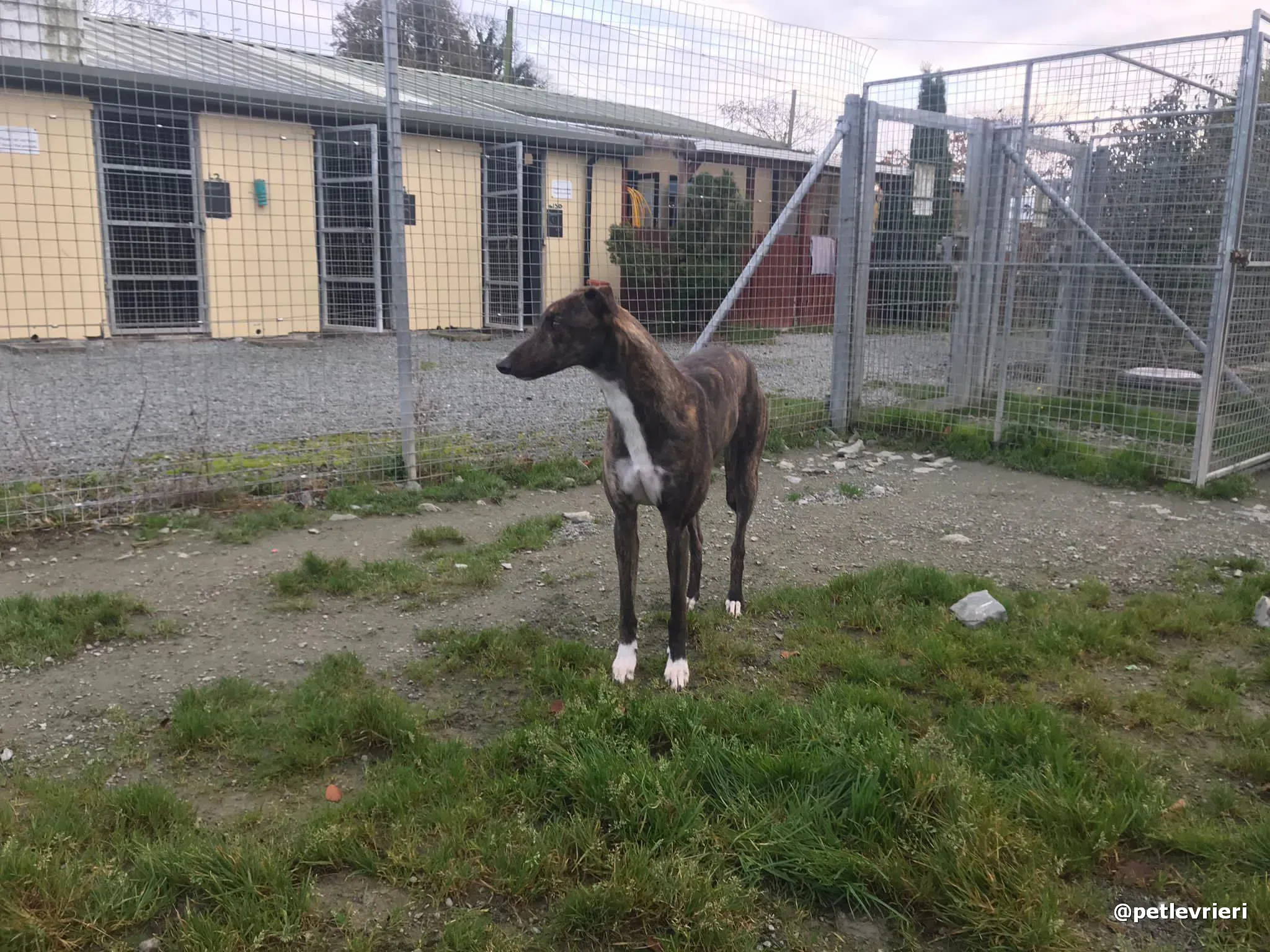 daisy adopt greyhound pet levrieri 6