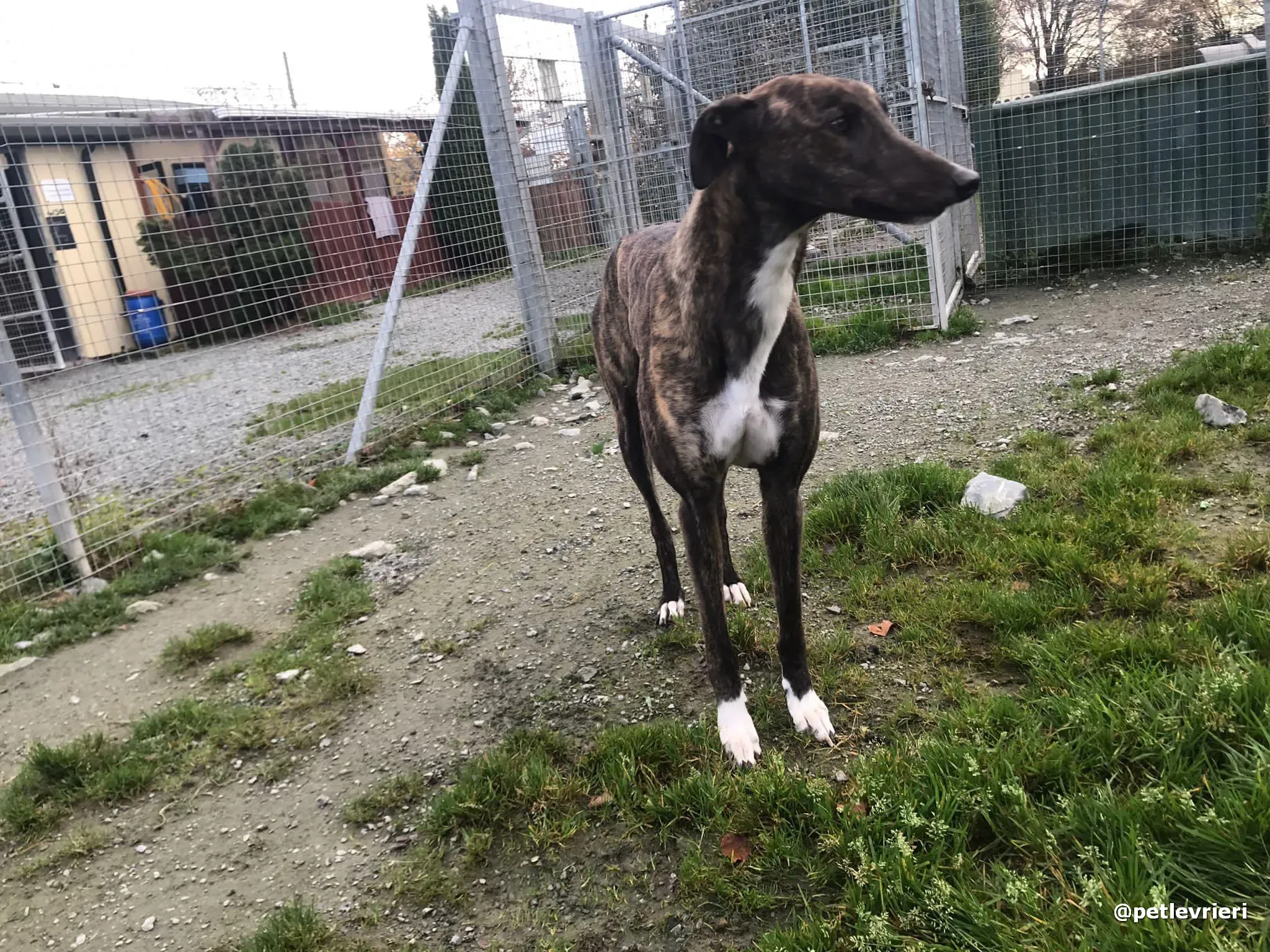 daisy adopt greyhound pet levrieri 7