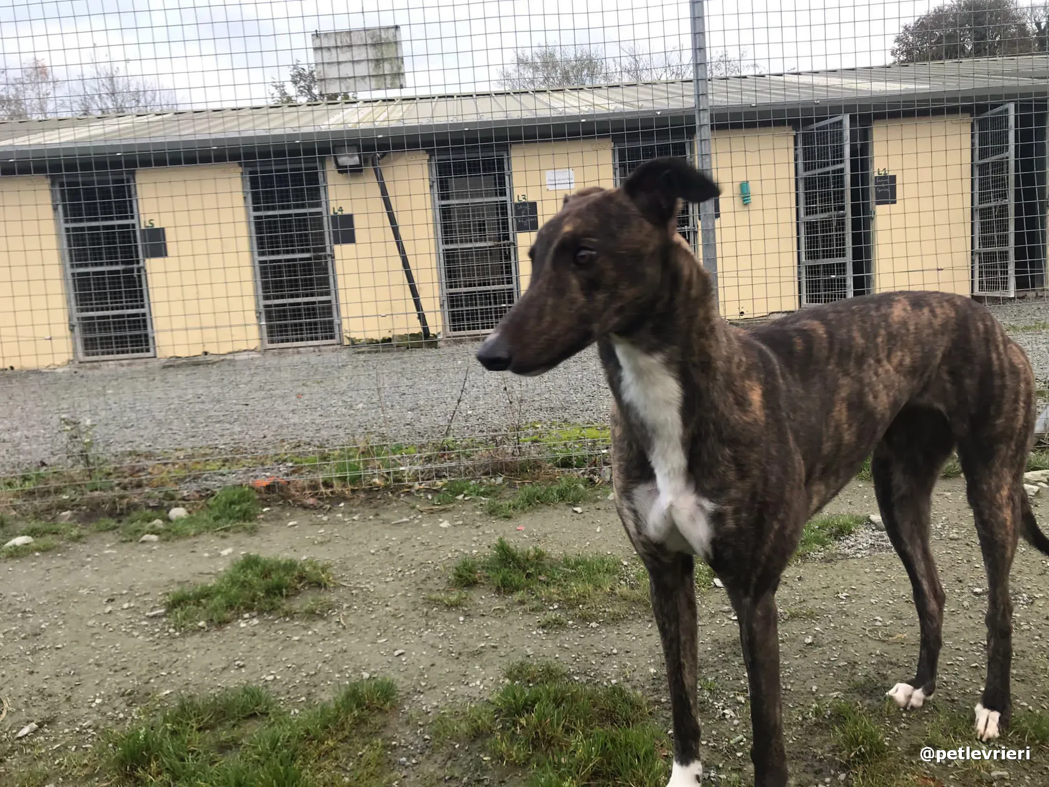 daisy adopt greyhound pet levrieri 8