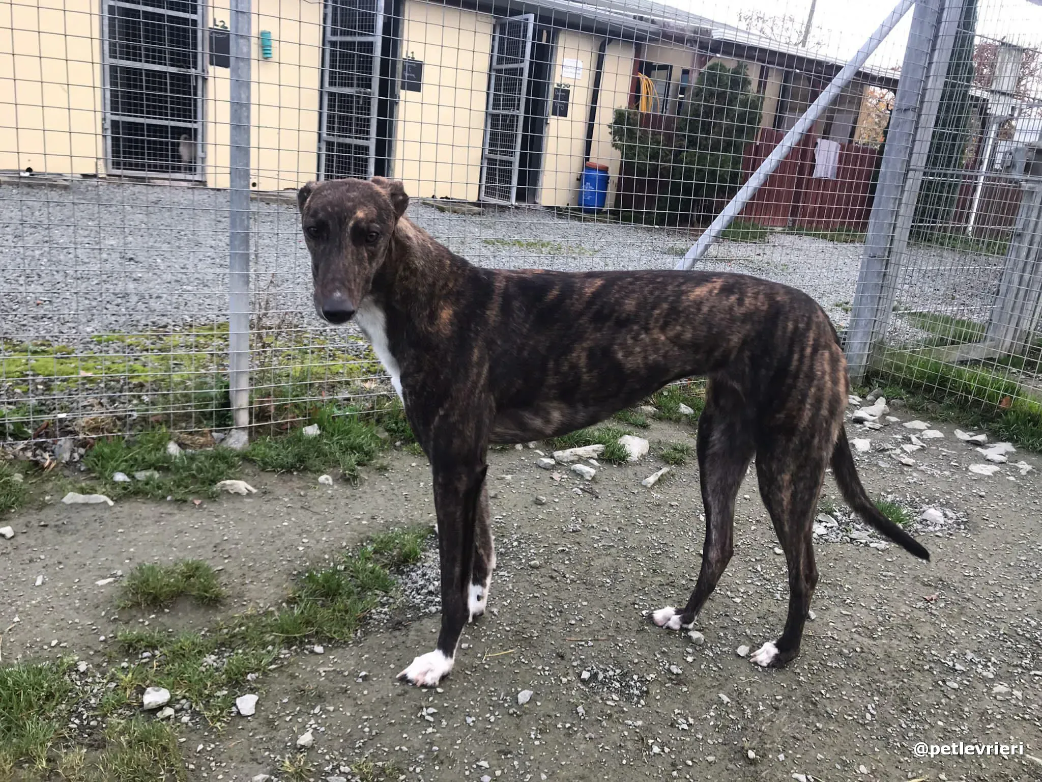 daisy adopt greyhound pet levrieri 9