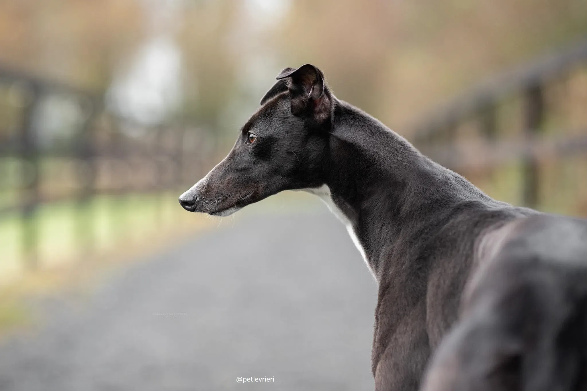 daisy adozione greyhound 1 1