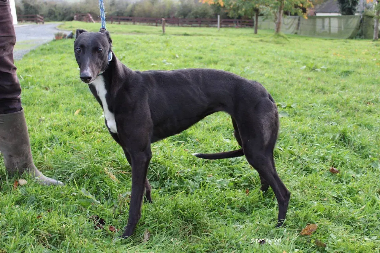 daisy adozione greyhound 1