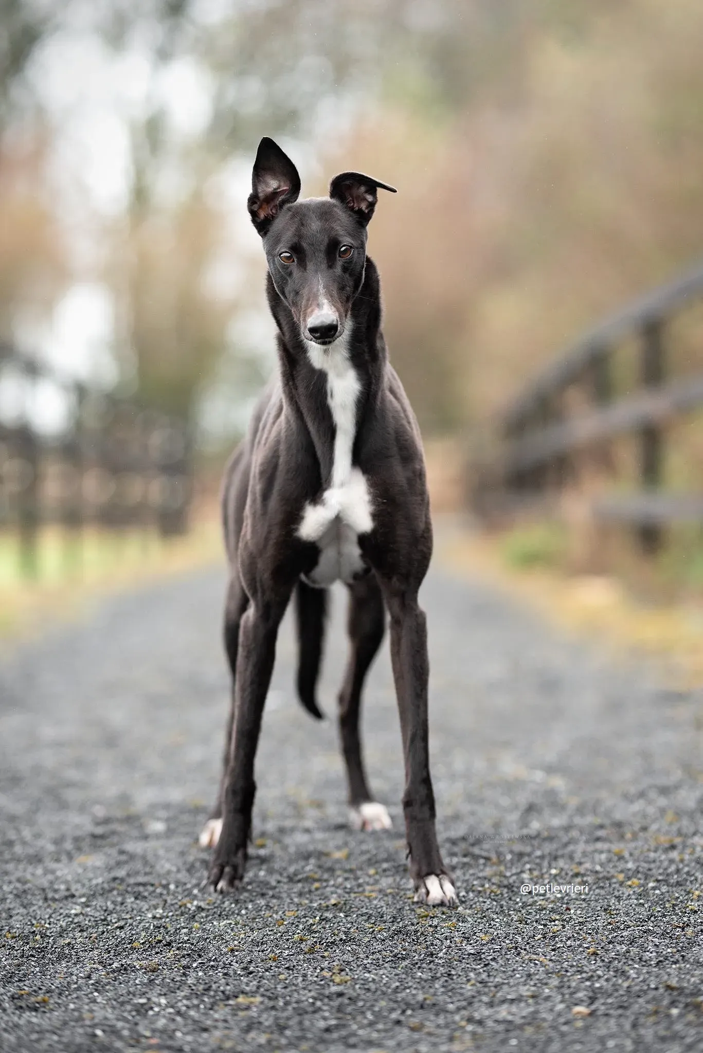 daisy adozione greyhound 2 1