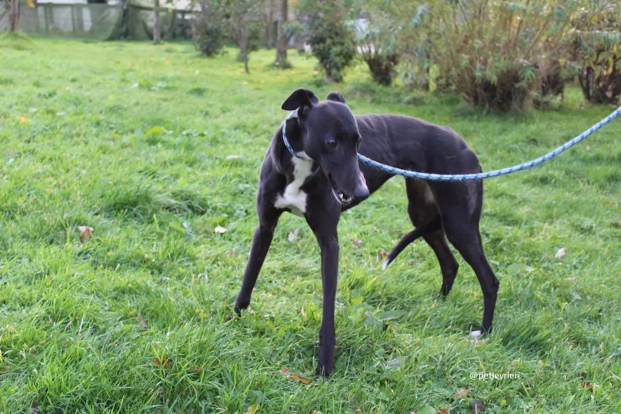 daisy adozione greyhound 2