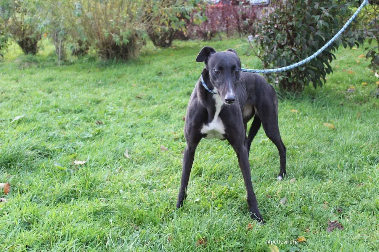 daisy adozione greyhound 3