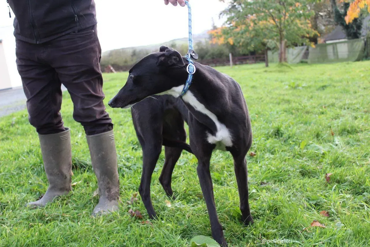 daisy adozione greyhound 4