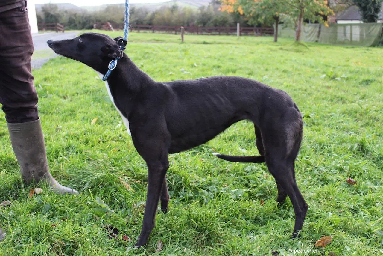 daisy adozione greyhound 5
