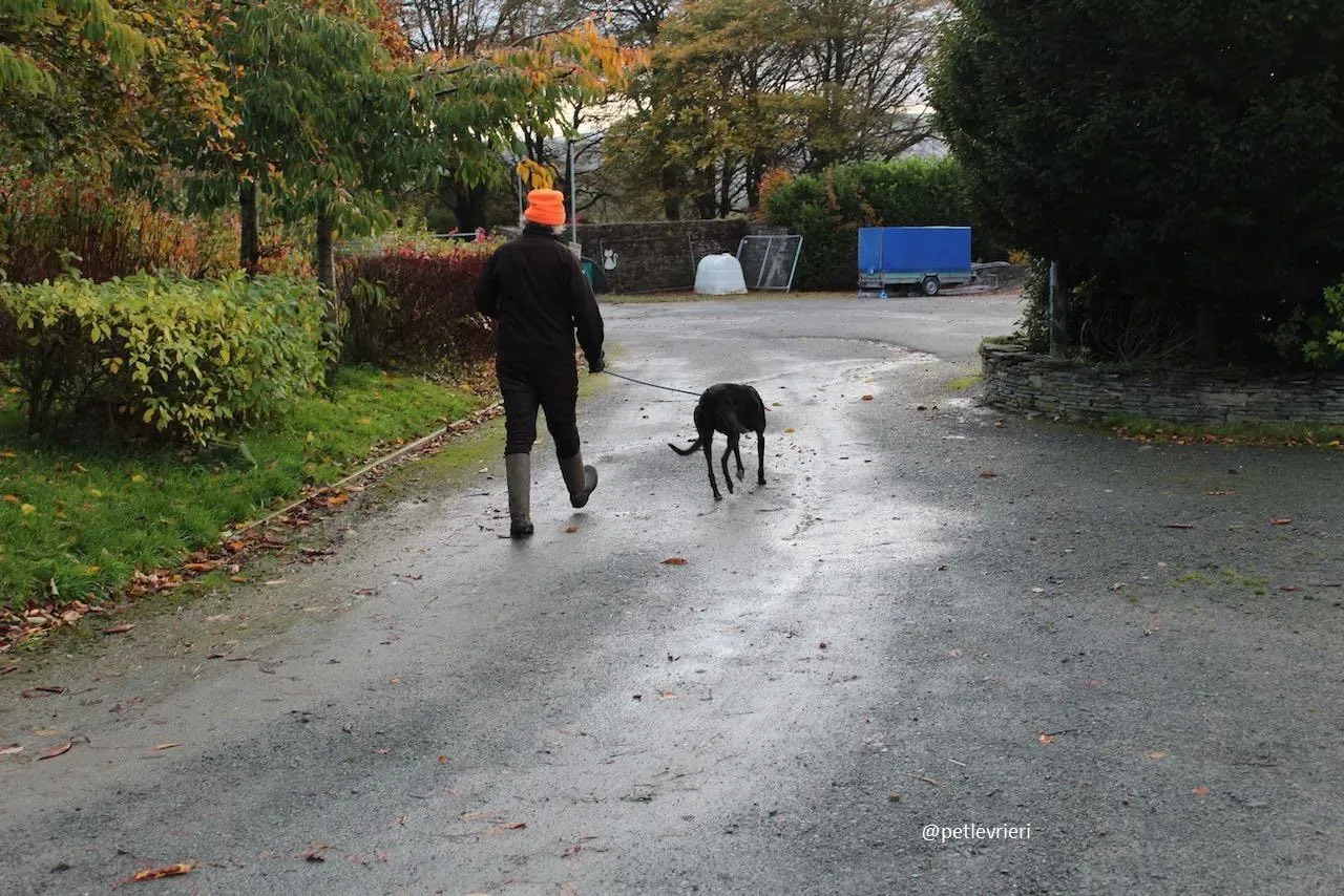 daisy adozione greyhound 6