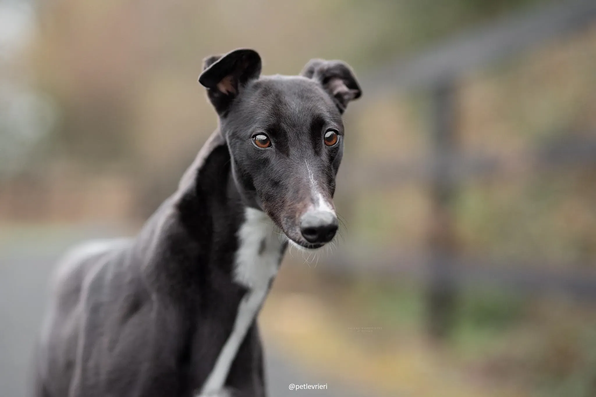 daisy adozione greyhound 7