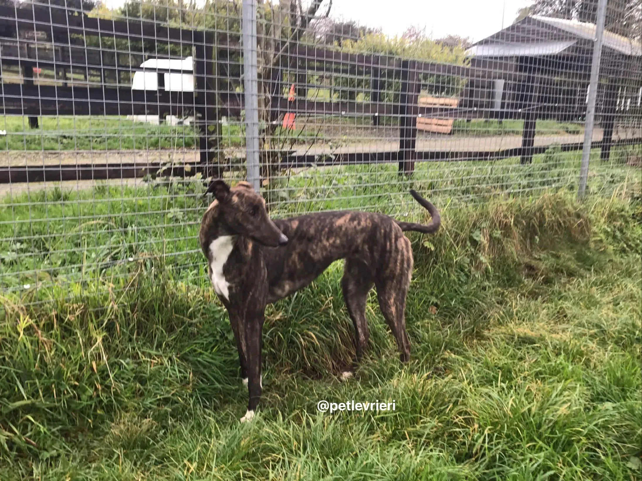 daisy adozione greyhound pet levrieri 1