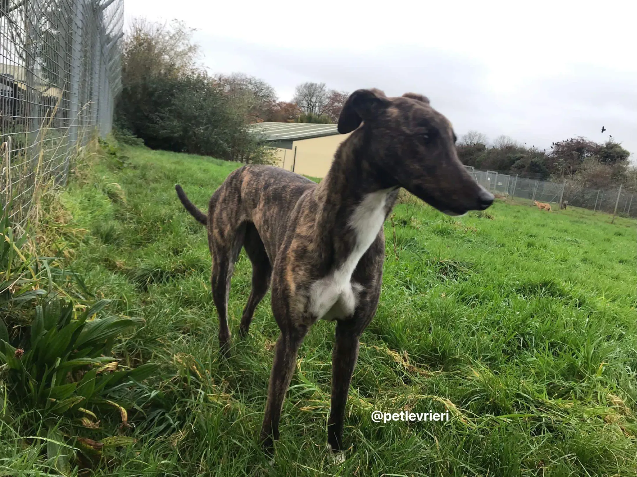 daisy adozione greyhound pet levrieri 10