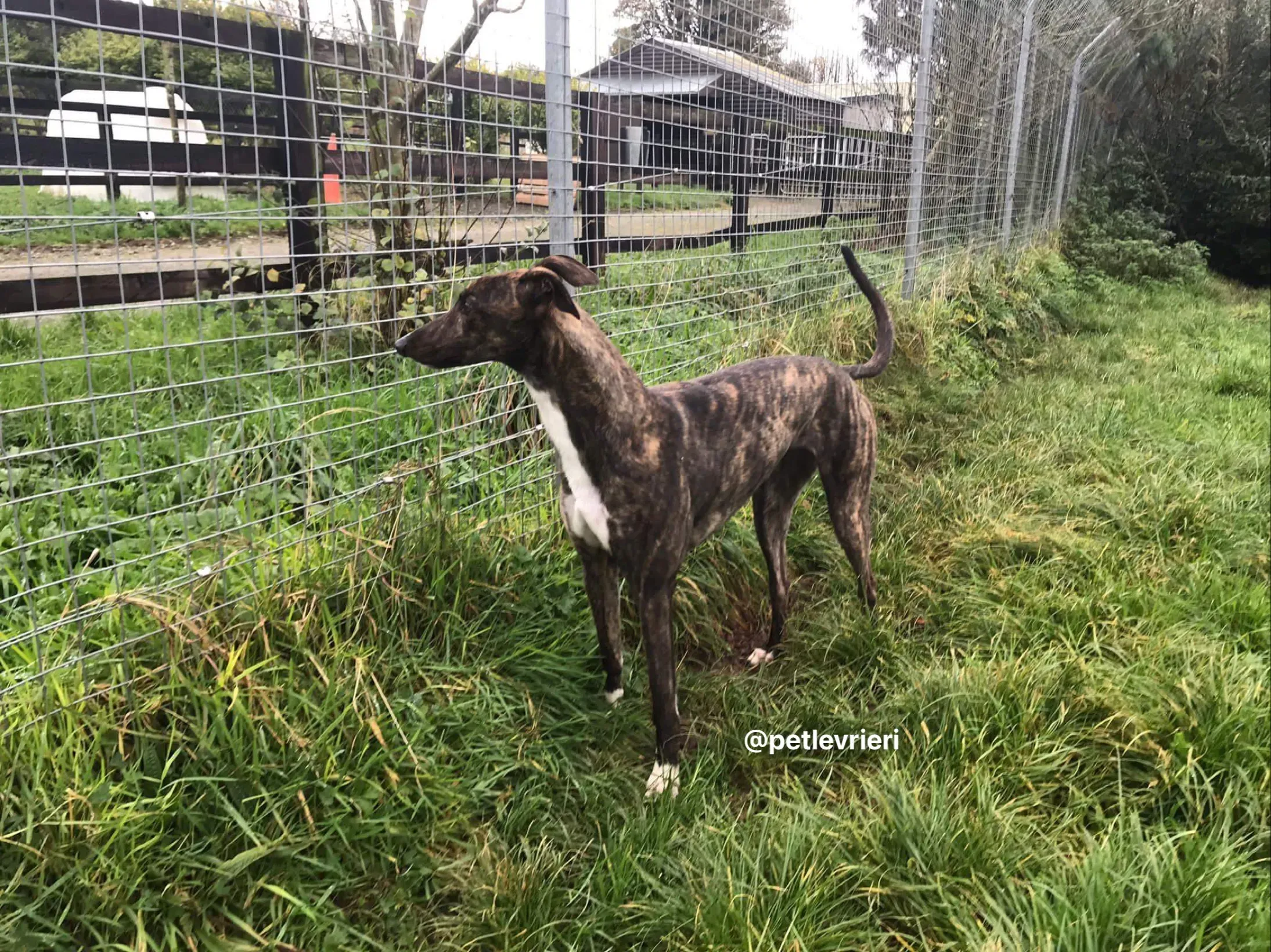 daisy adozione greyhound pet levrieri 2