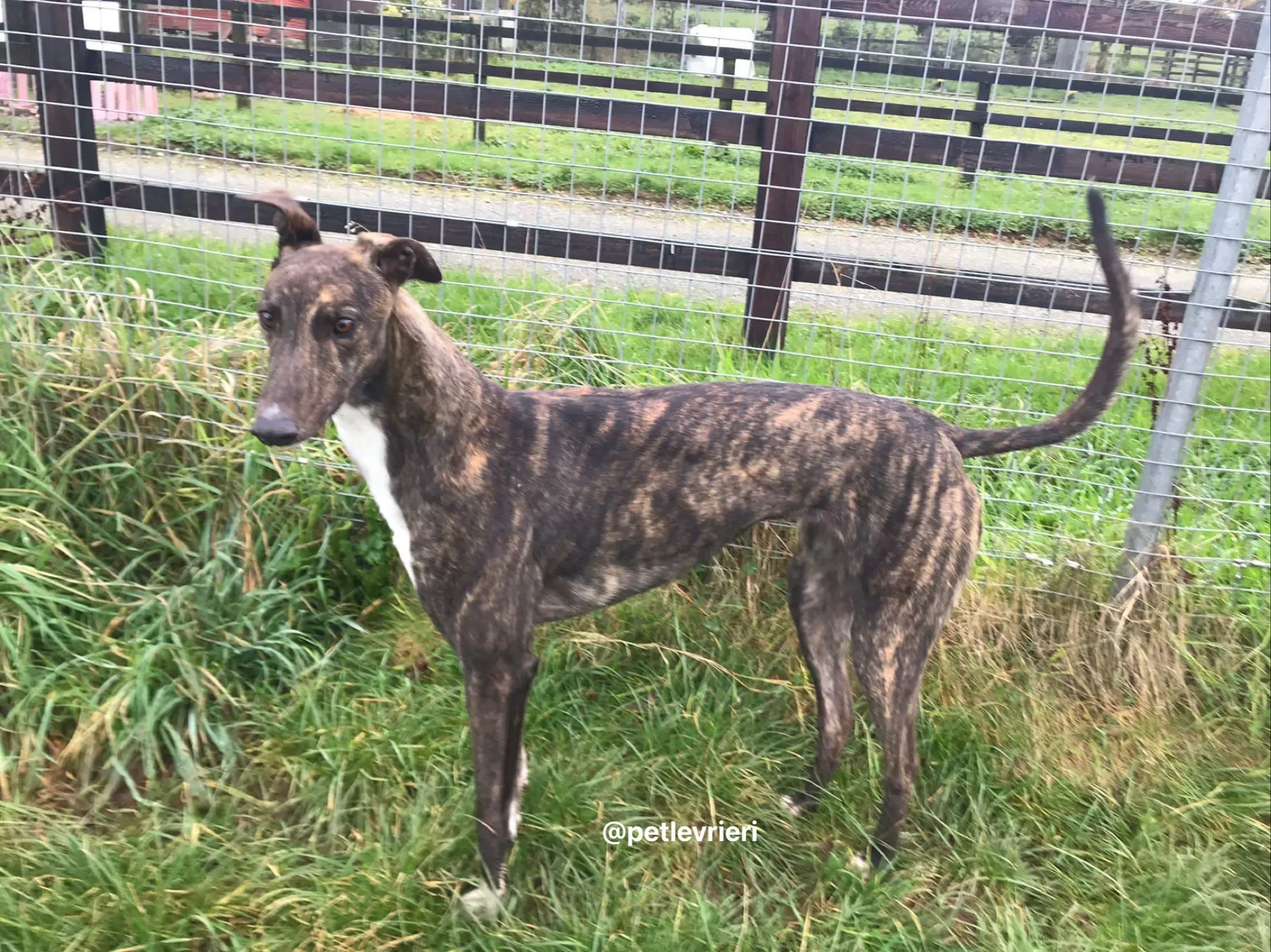 daisy adozione greyhound pet levrieri 3