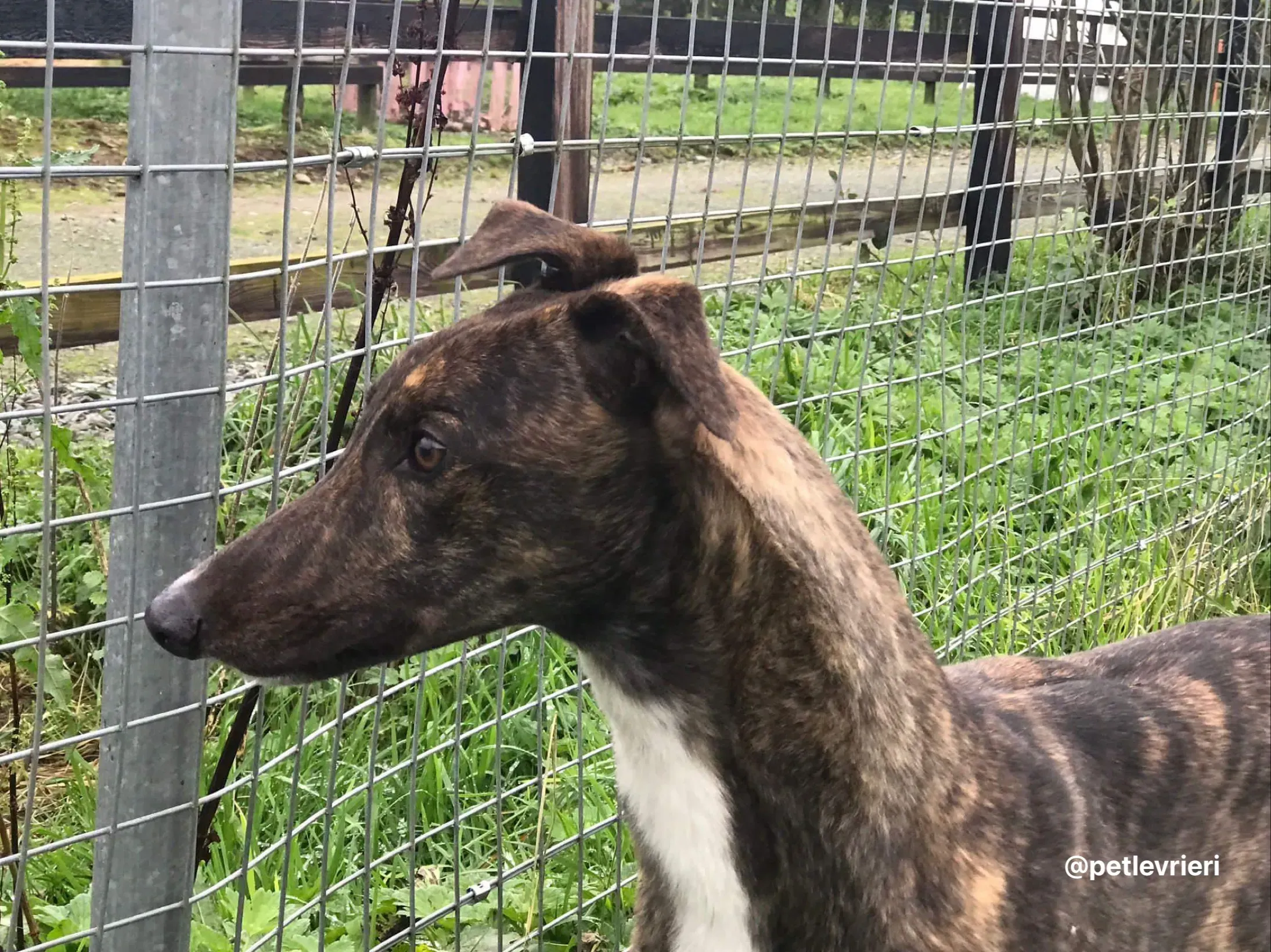 daisy adozione greyhound pet levrieri 4