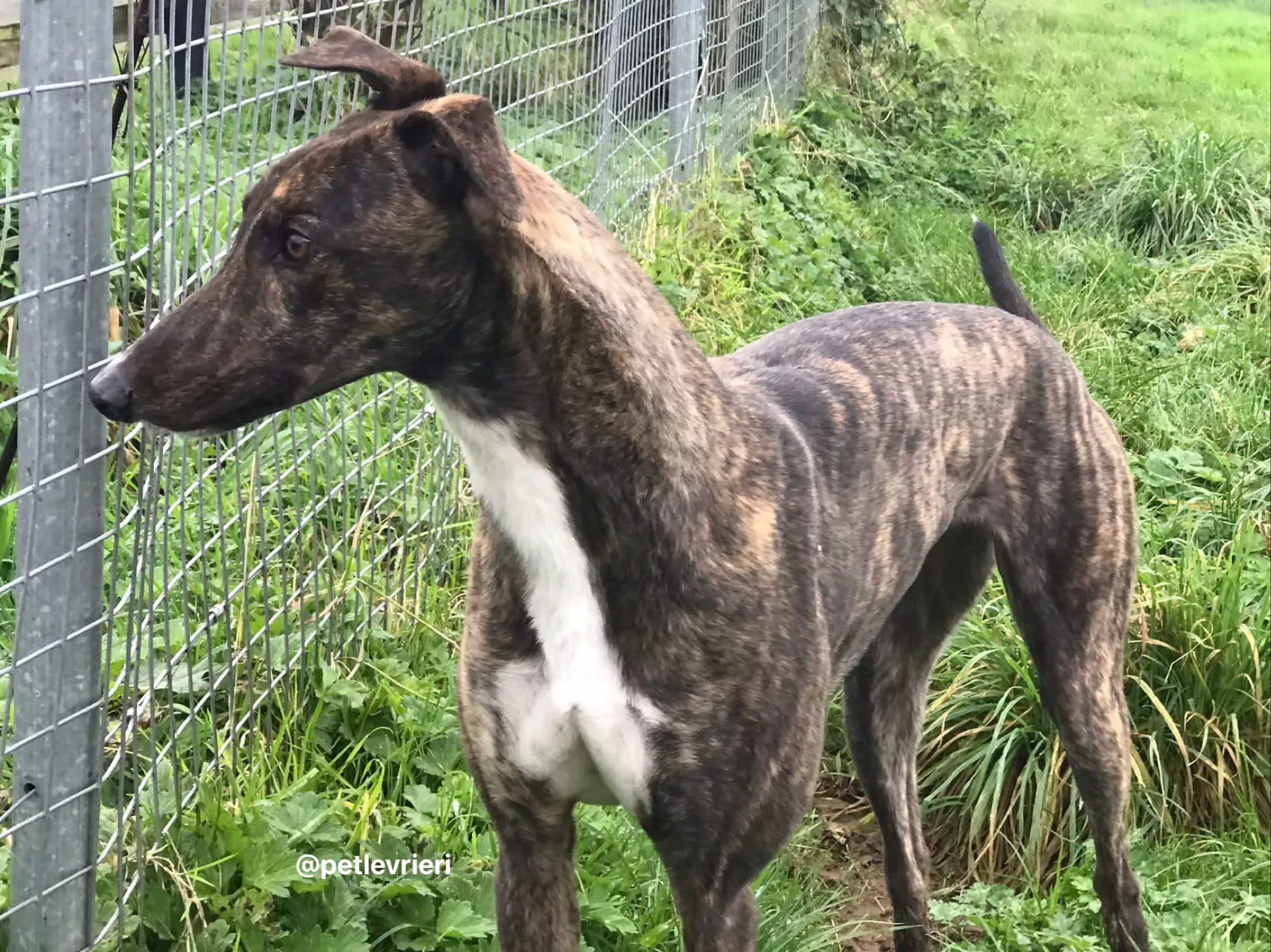 daisy adozione greyhound pet levrieri 5