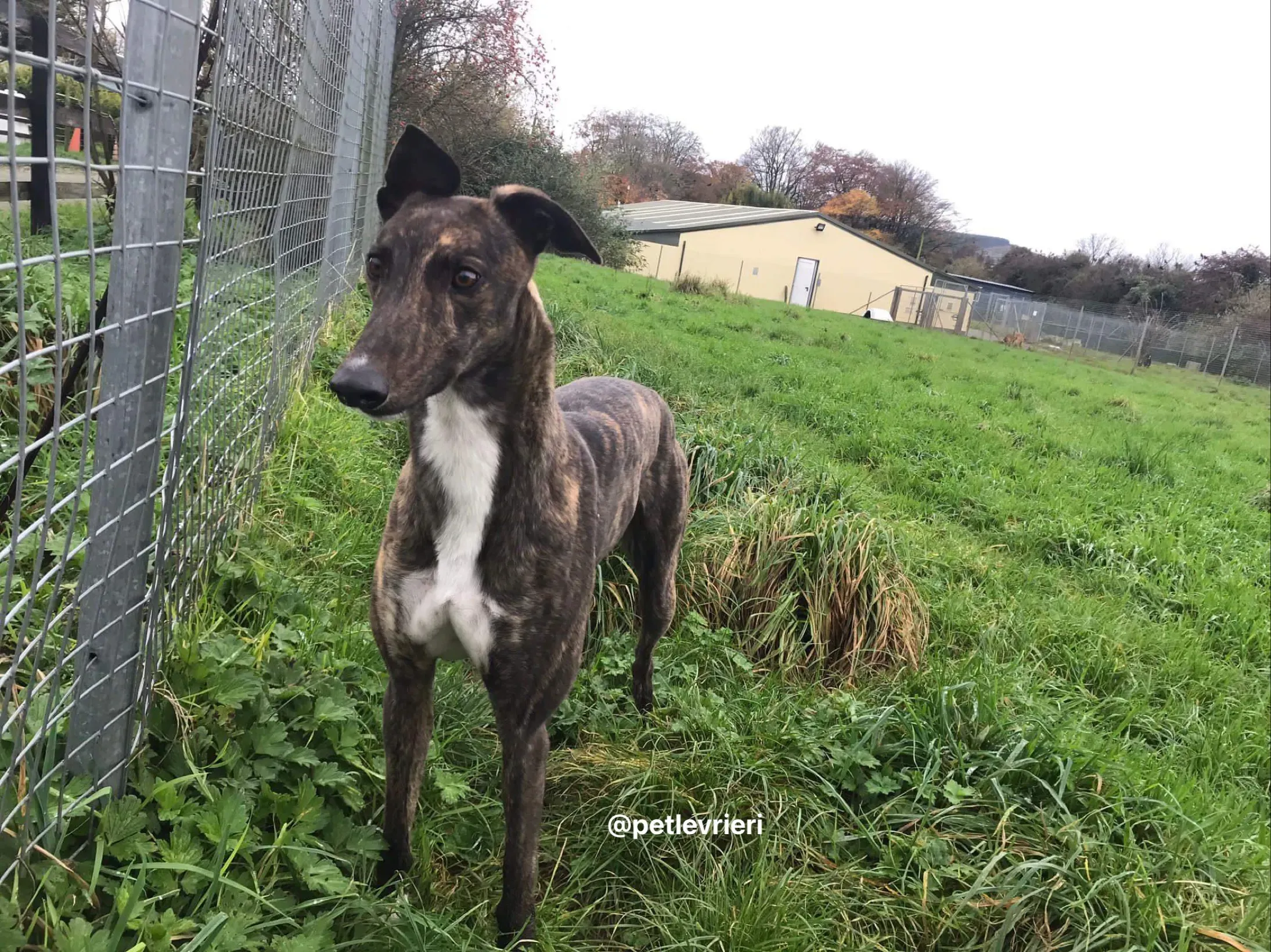 daisy adozione greyhound pet levrieri 6