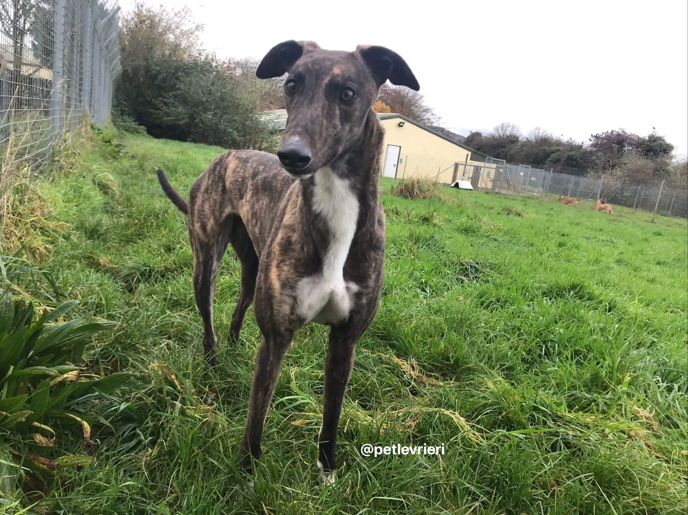 daisy adozione greyhound pet levrieri 7