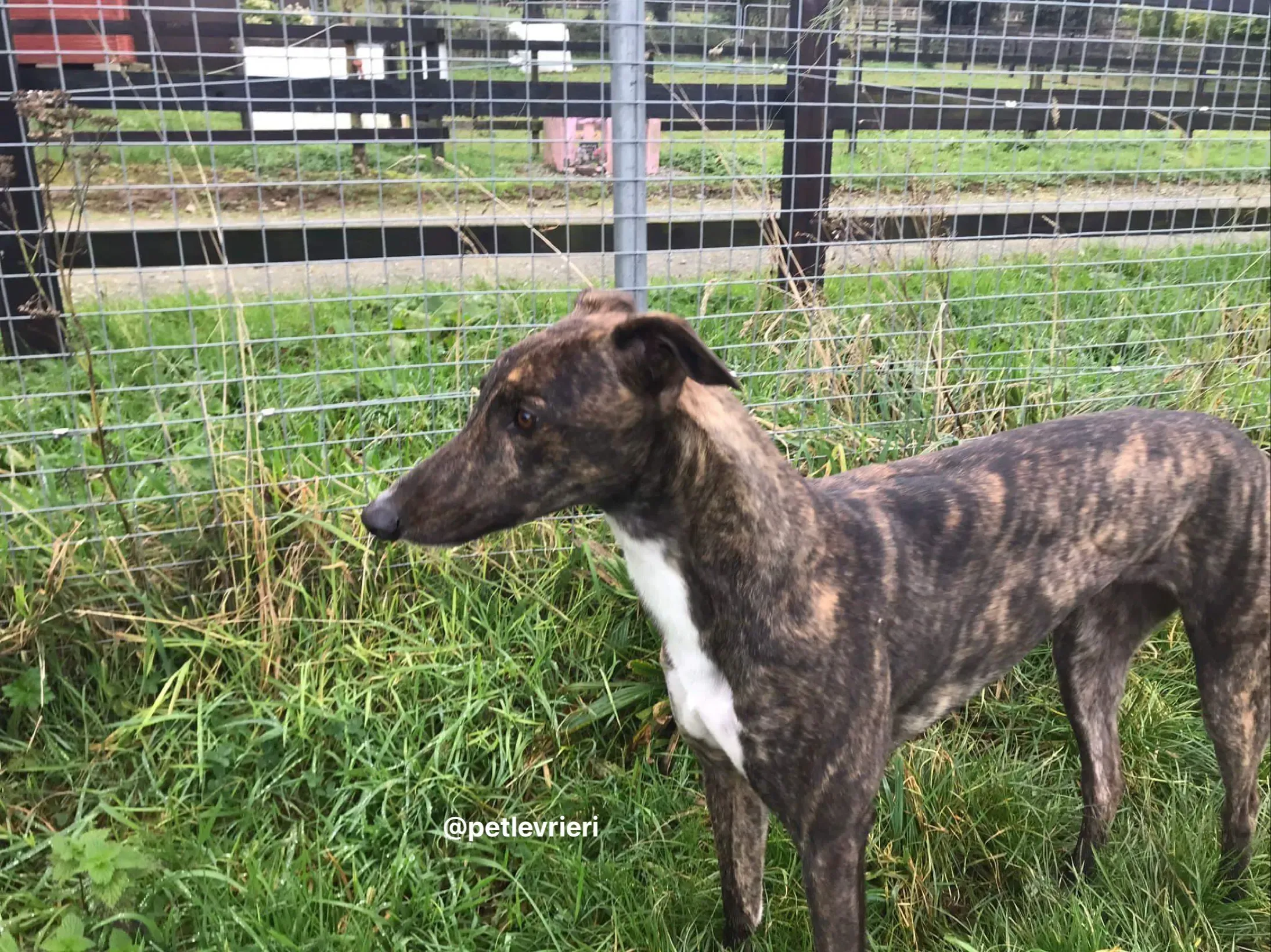 daisy adozione greyhound pet levrieri 9