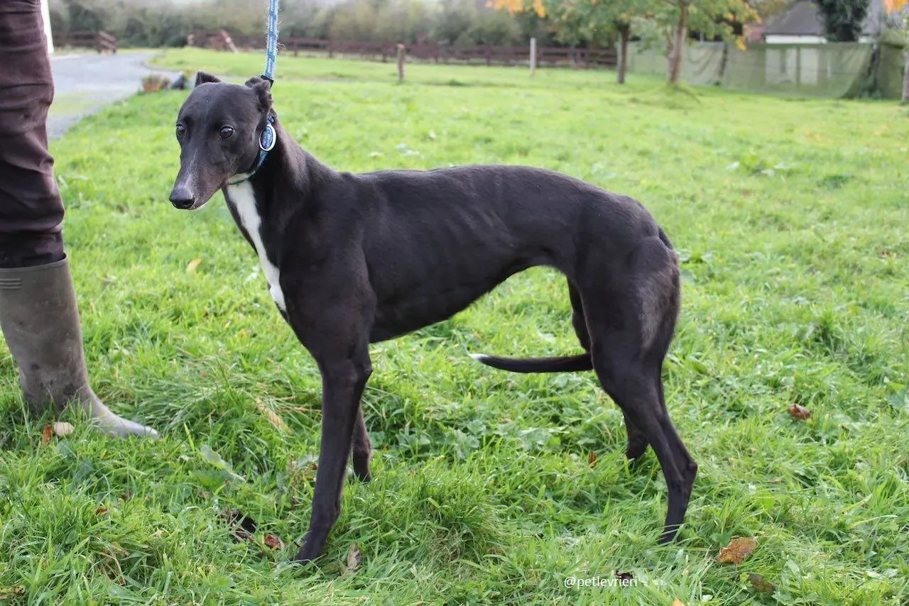 daisy adozione greyhound