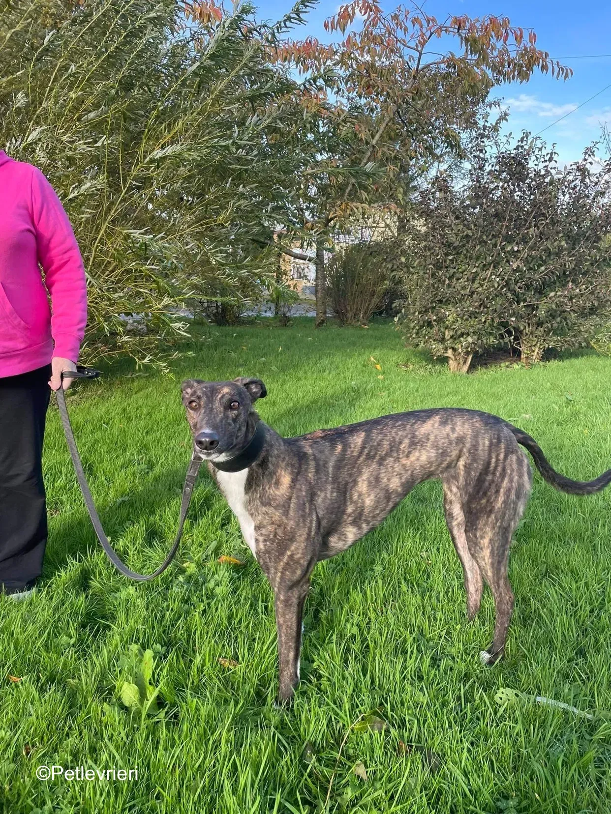 daisy adozione levrieri greyhound 1