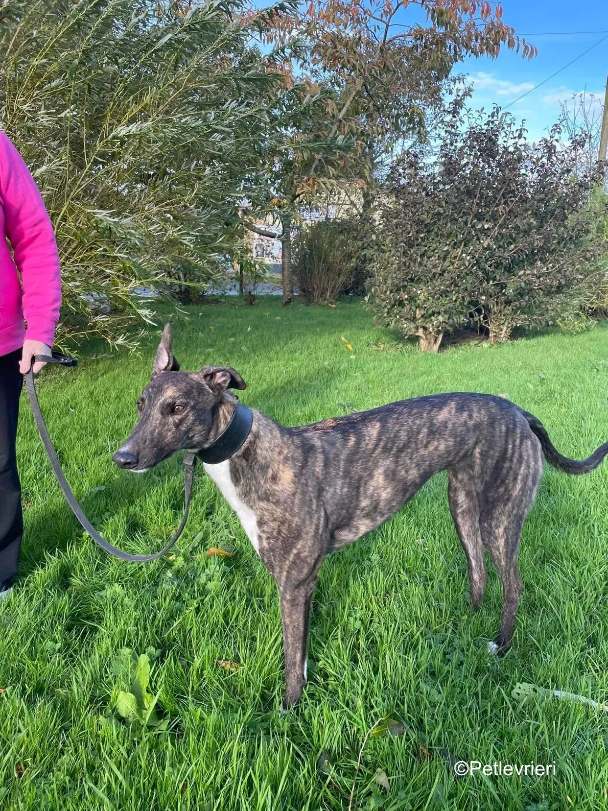 daisy adozione levrieri greyhound 2