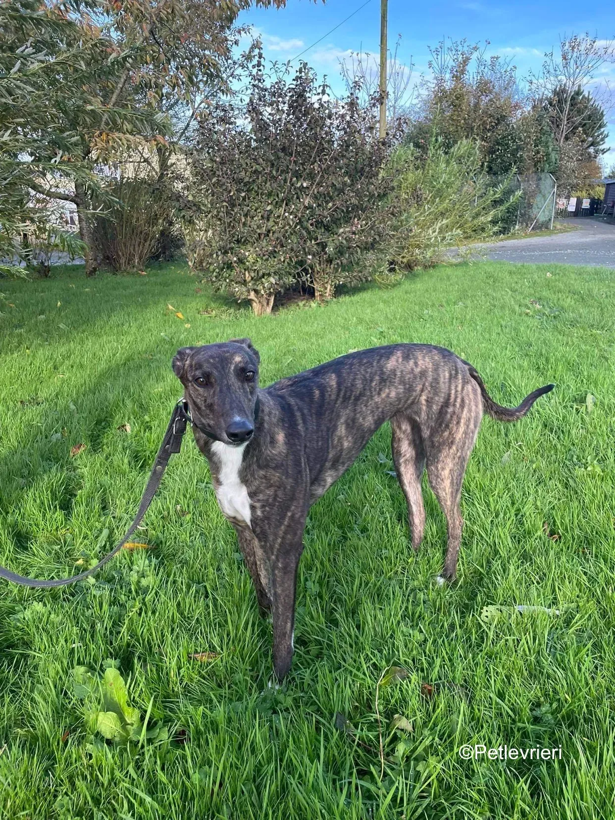 daisy adozione levrieri greyhound 3