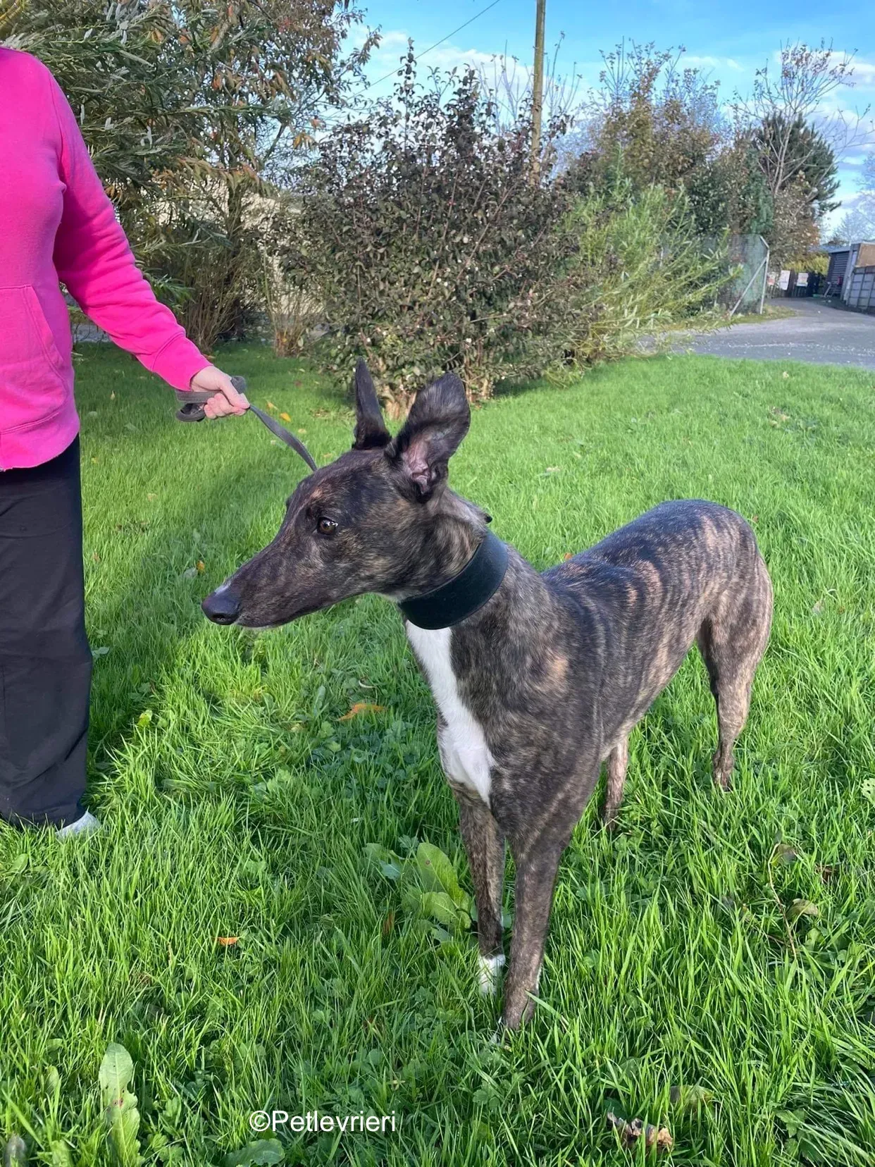 daisy adozione levrieri greyhound 4