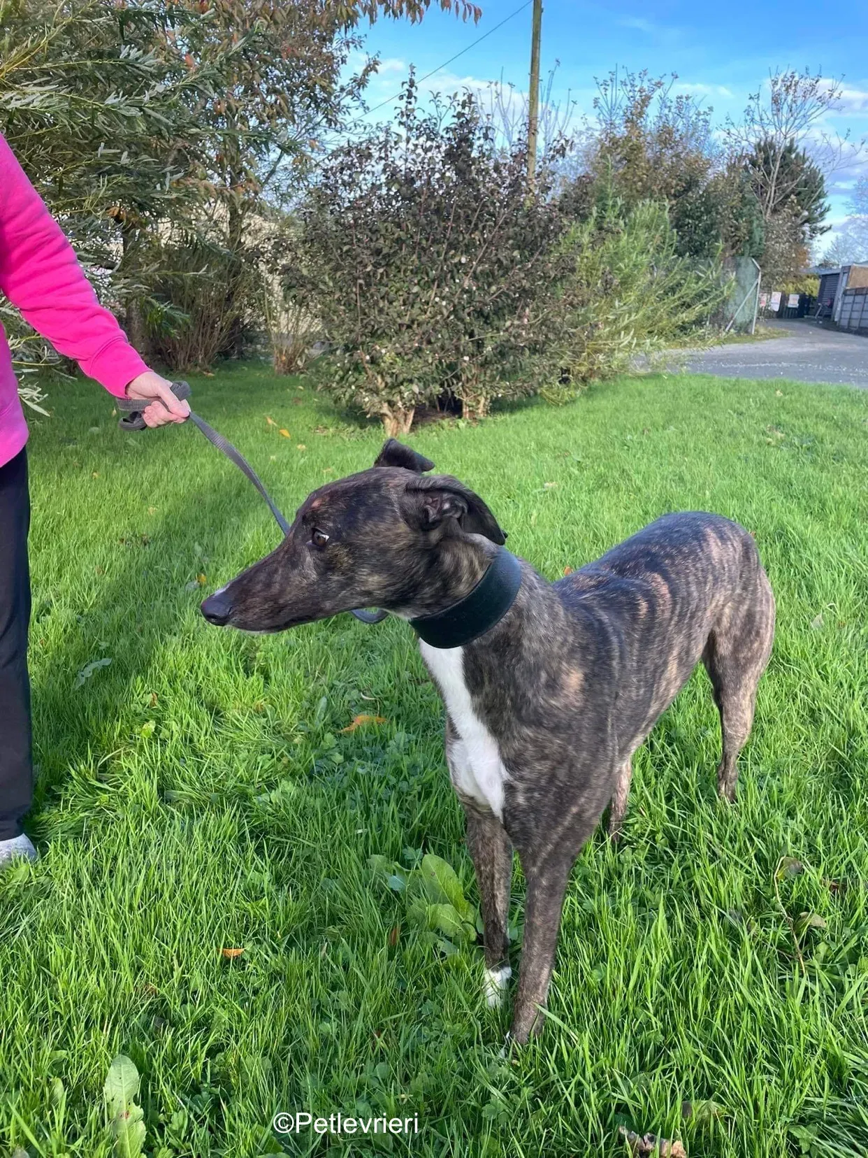 daisy adozione levrieri greyhound 5