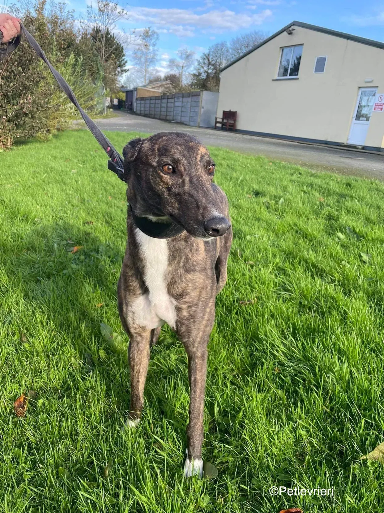 daisy adozione levrieri greyhound 6