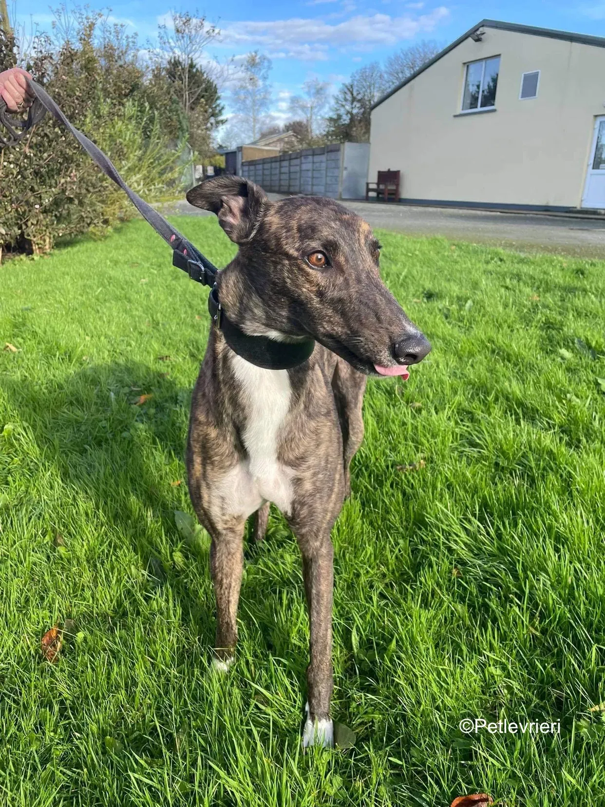 daisy adozione levrieri greyhound 7