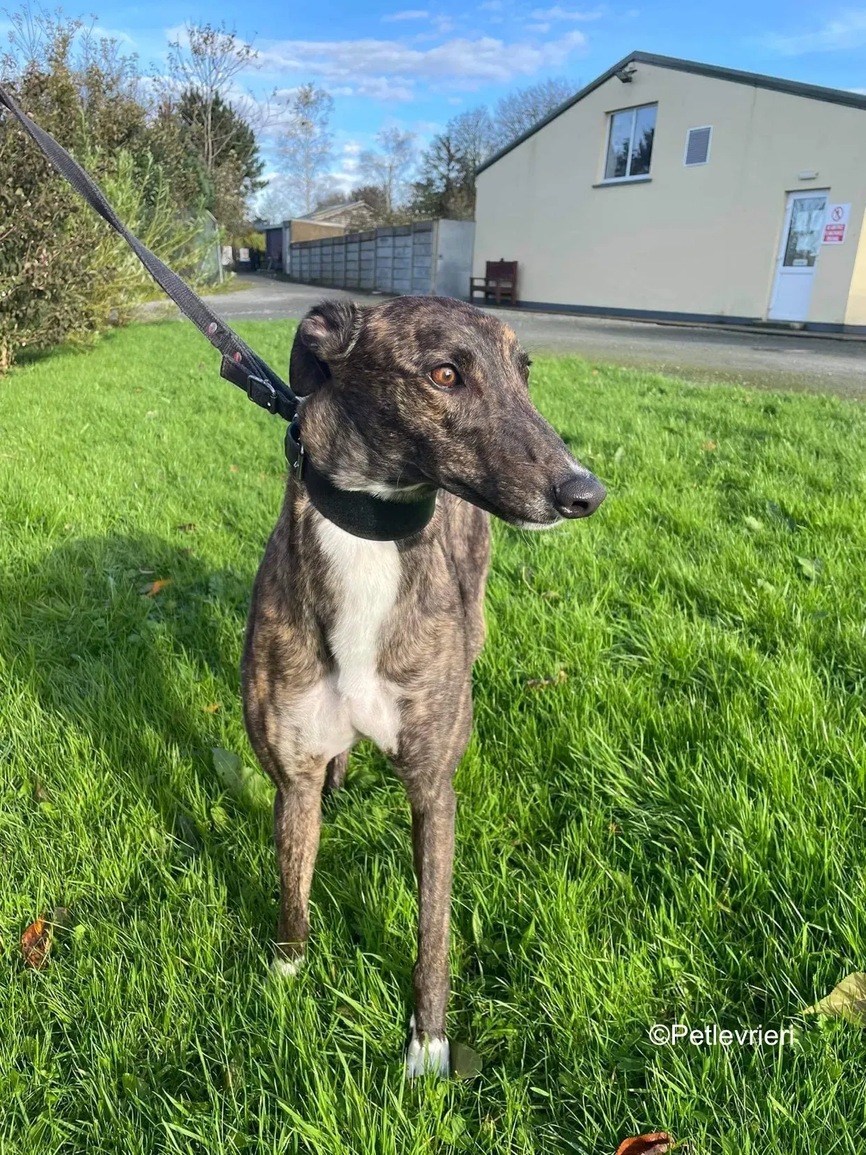 daisy adozione levrieri greyhound 8