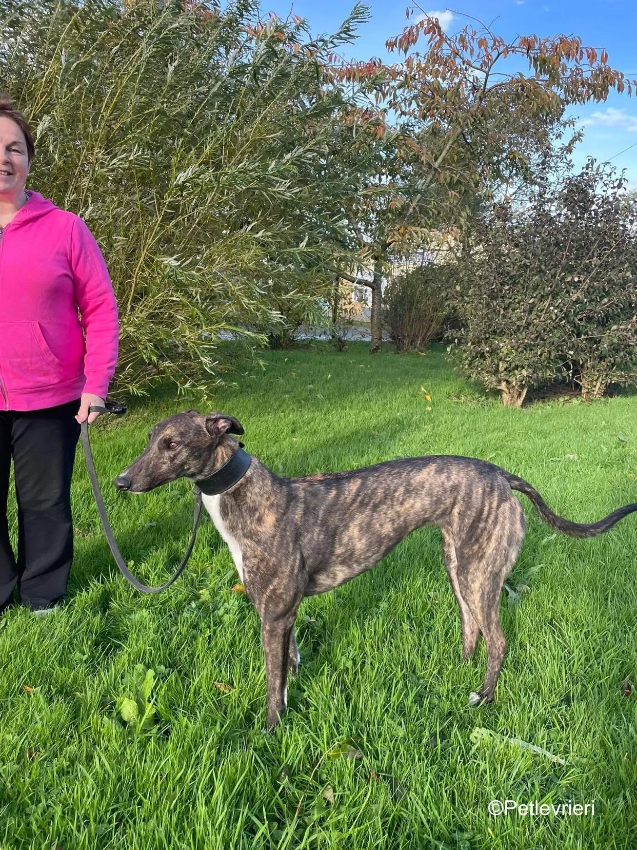 daisy adozione levrieri greyhound 9