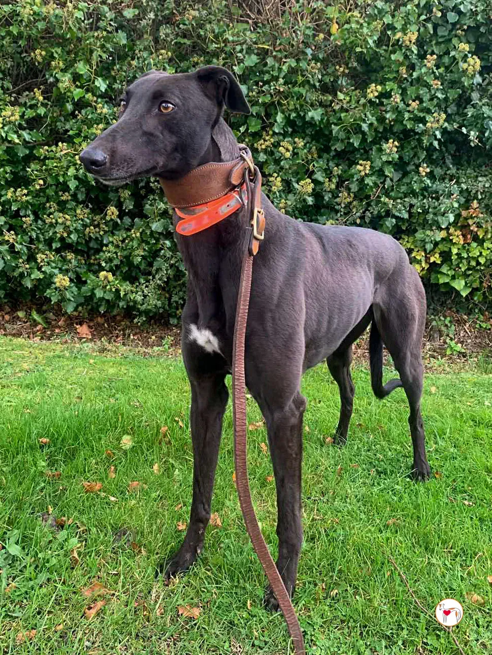 daisy grey adozione 01