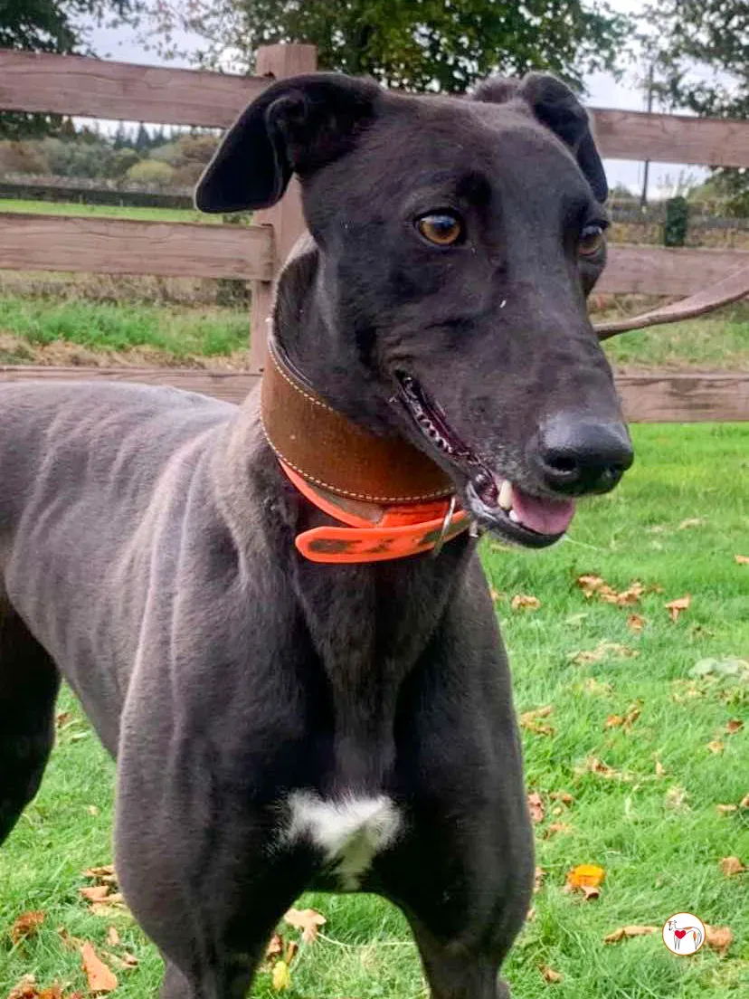 daisy grey adozione 02