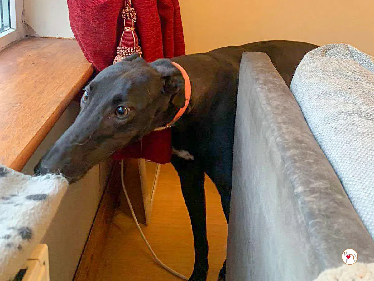 daisy grey adozione 03