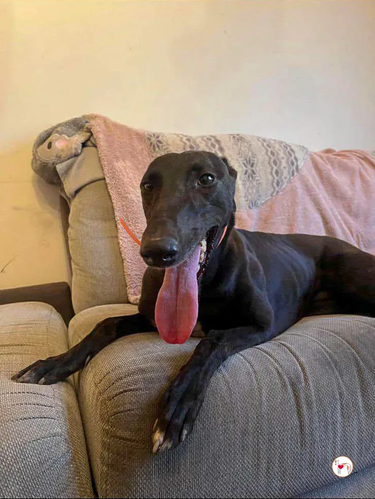 daisy grey adozione 04