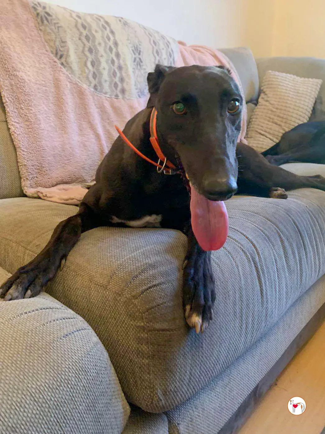 daisy grey adozione 05