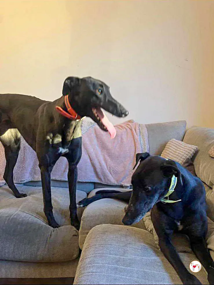 daisy grey adozione 06