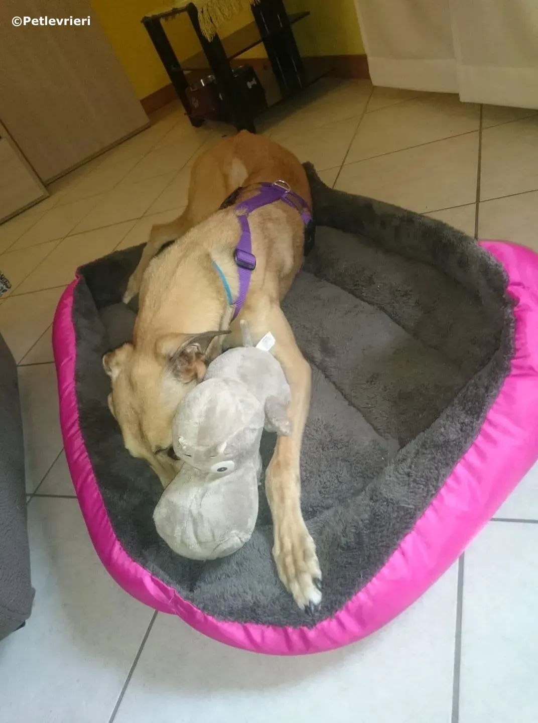 dalila adozione greyhound macao 1 1