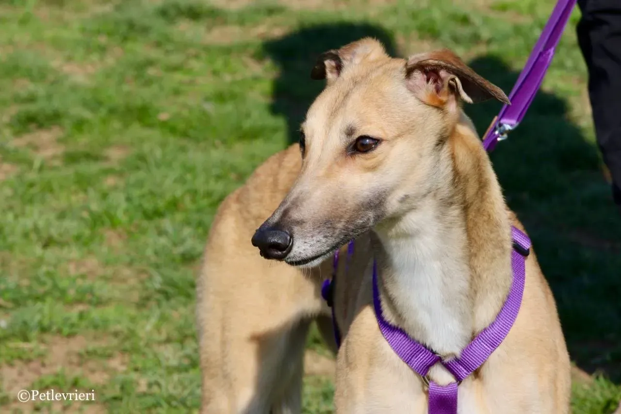 dalila adozione greyhound macao 1 2