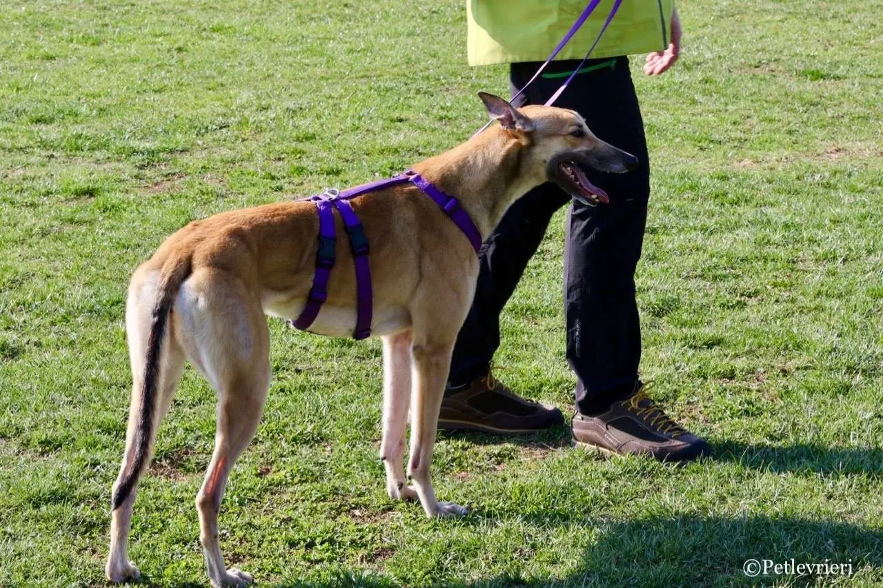 dalila adozione greyhound macao 10