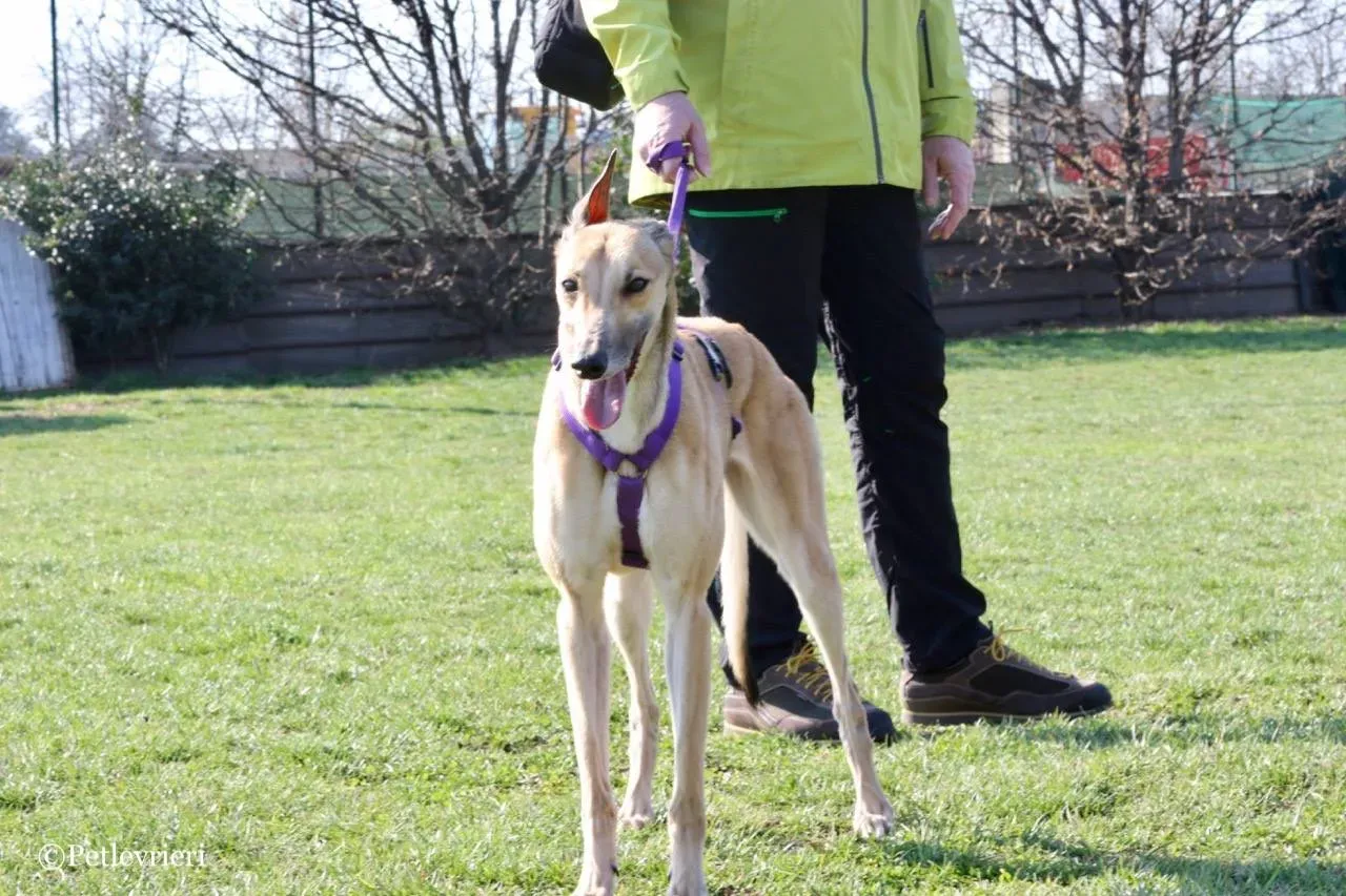 dalila adozione greyhound macao 11
