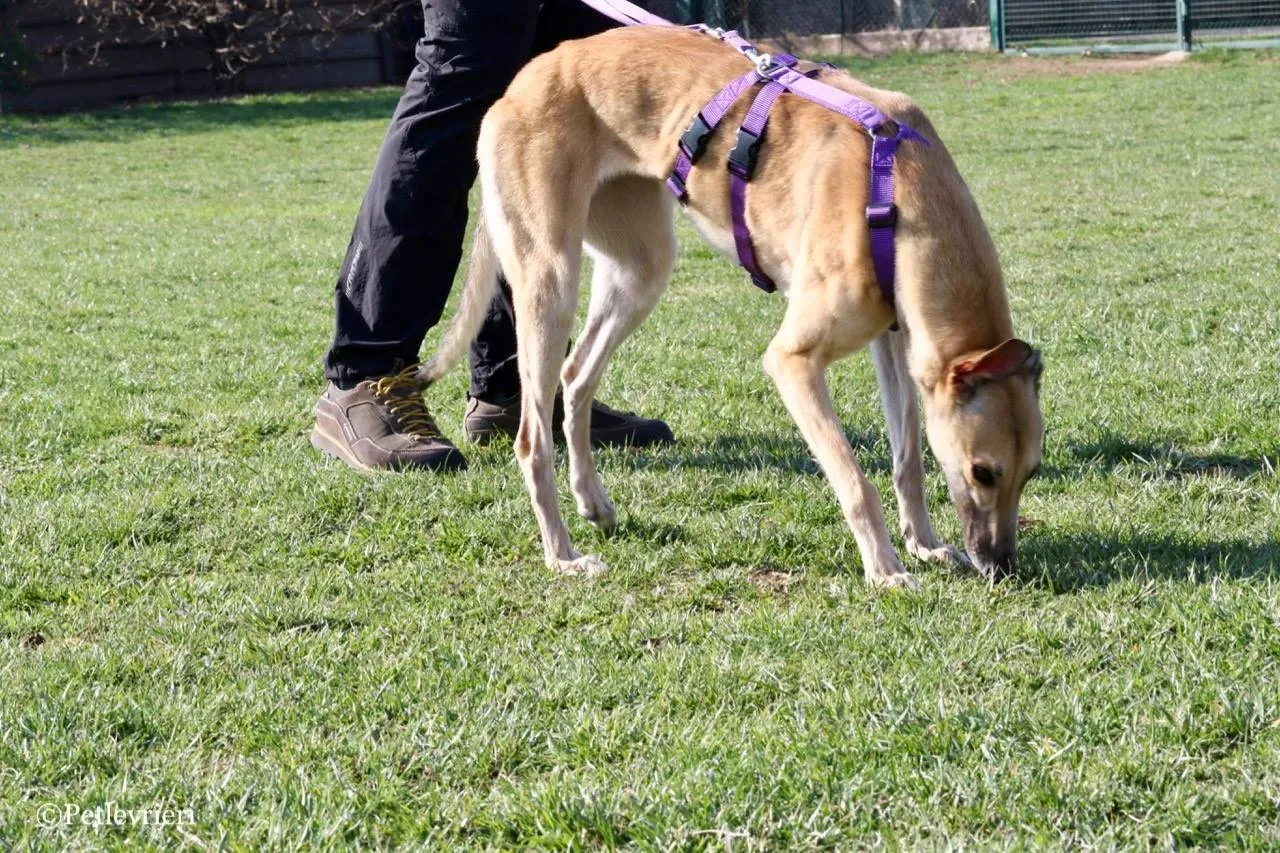 dalila adozione greyhound macao 12