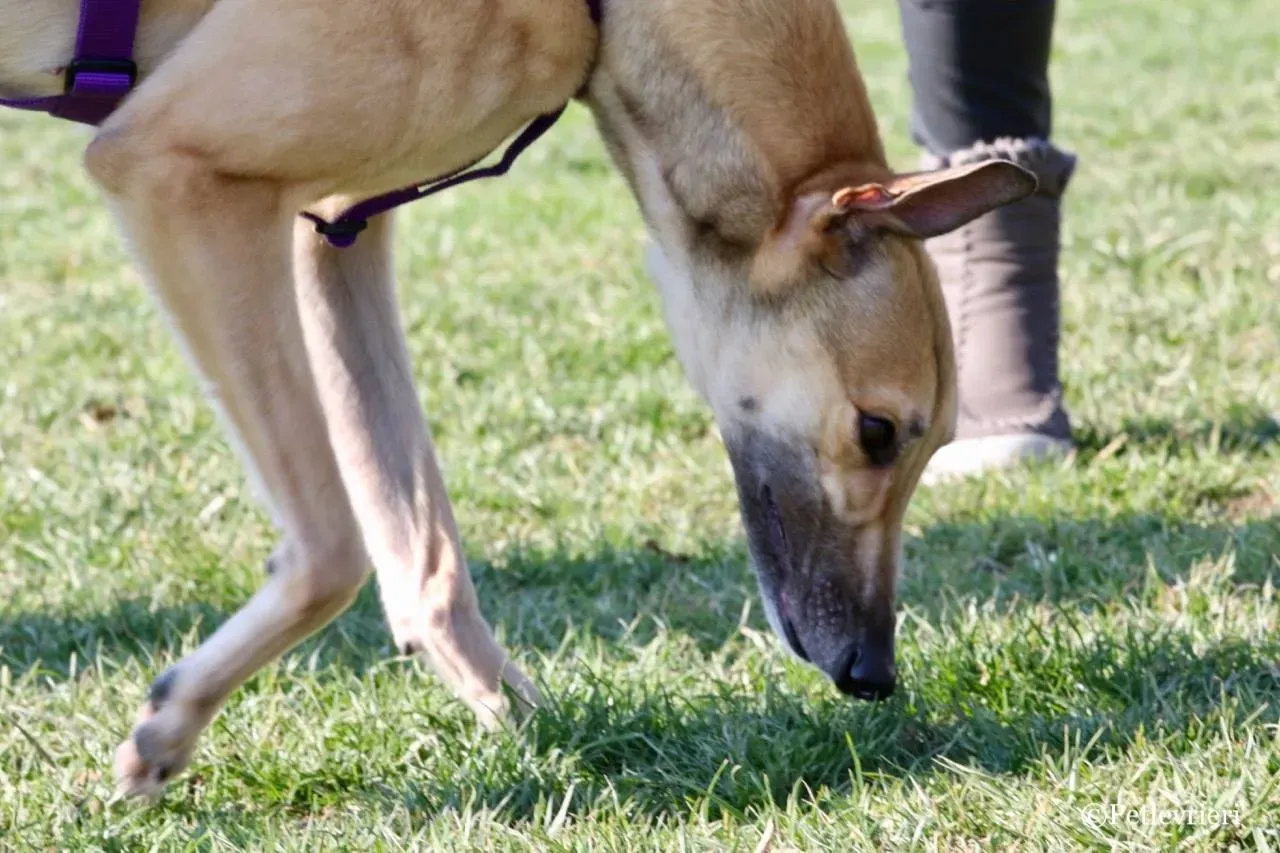 dalila adozione greyhound macao 13