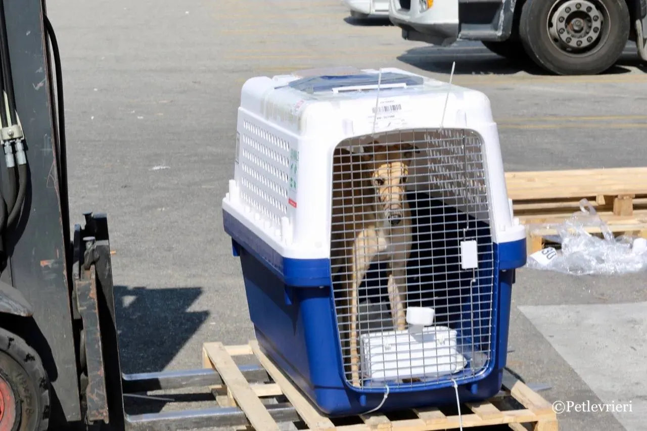 dalila adozione greyhound macao 14