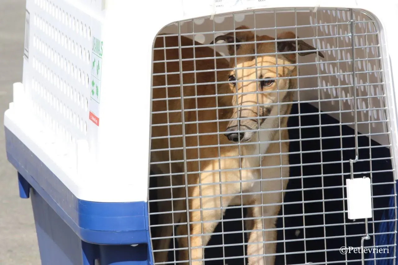 dalila adozione greyhound macao 15