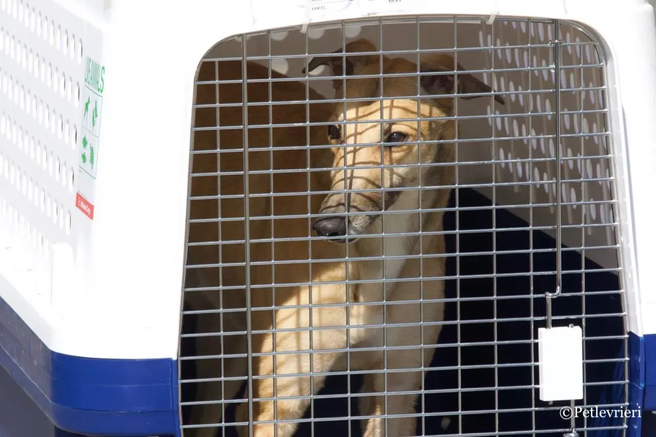 dalila adozione greyhound macao 16