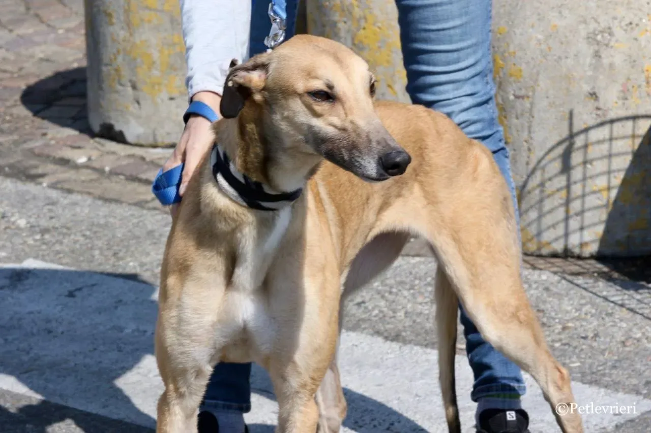 dalila adozione greyhound macao 18