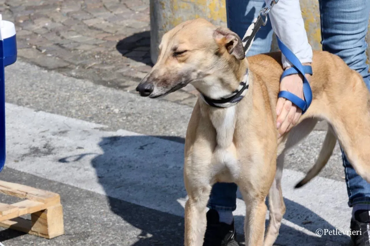 dalila adozione greyhound macao 19